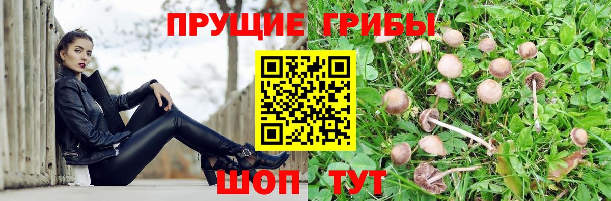 Псилоцибиновые грибы Cubensis  Вход с VPN  Омск  Псилоцибиновые грибы мицелий 